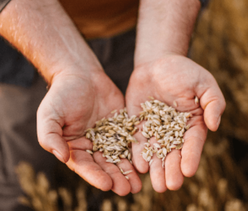 Wirkt Weizen entzündungsfördernd?