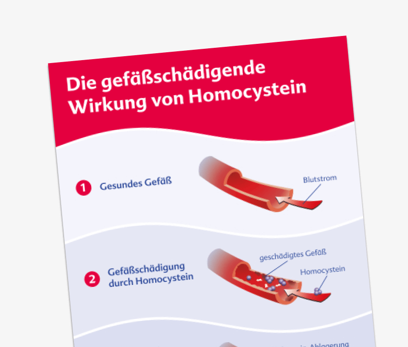 Gefäßschädigende Wirkung von Homocystein