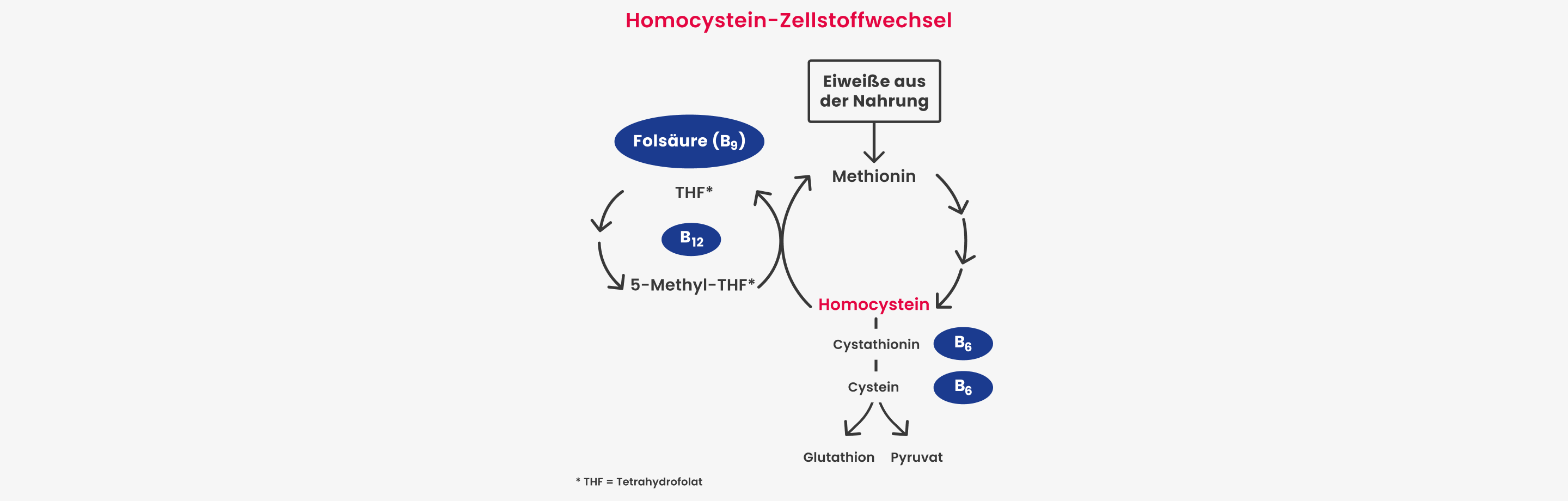 Zellstoffwechsel von Homocystein