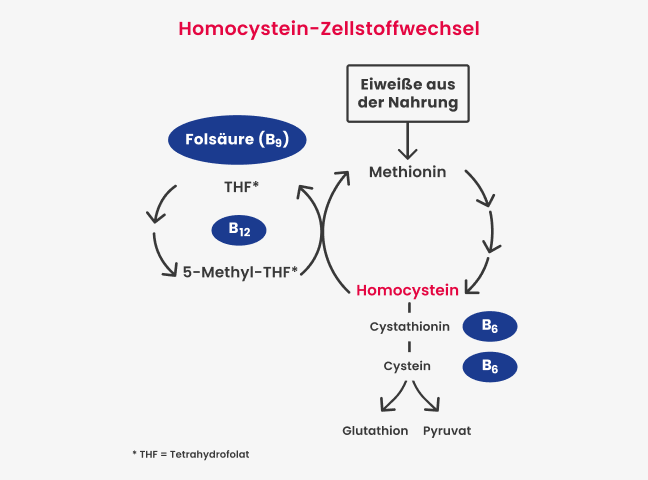 Zellstoffwechsel von Homocystein