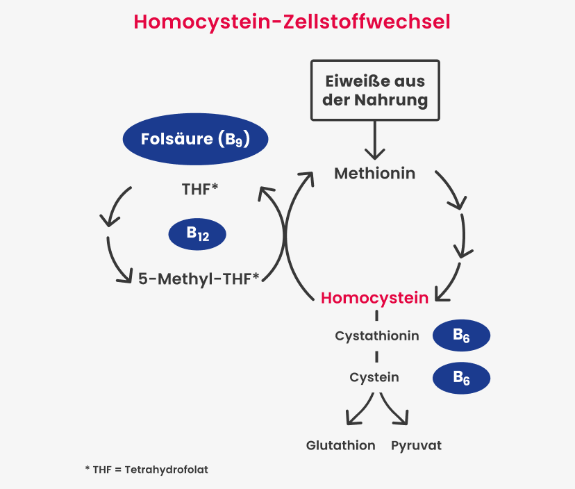 Zellstoffwechsel von Homocystein