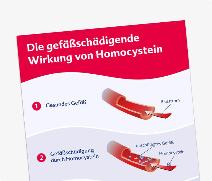 Gefäßschädigende Wirkung von Homocystein