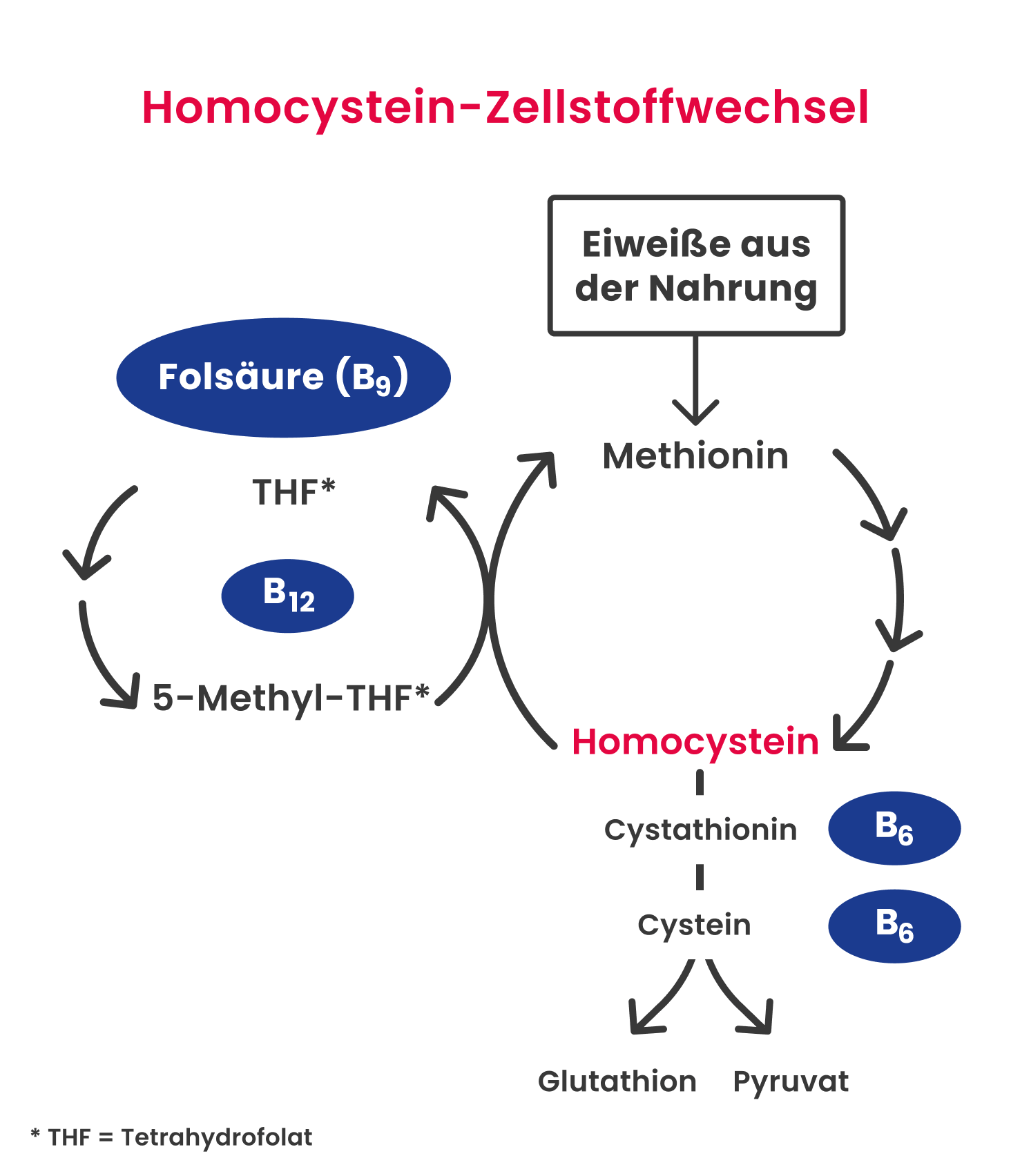 Zellstoffwechsel von Homocystein