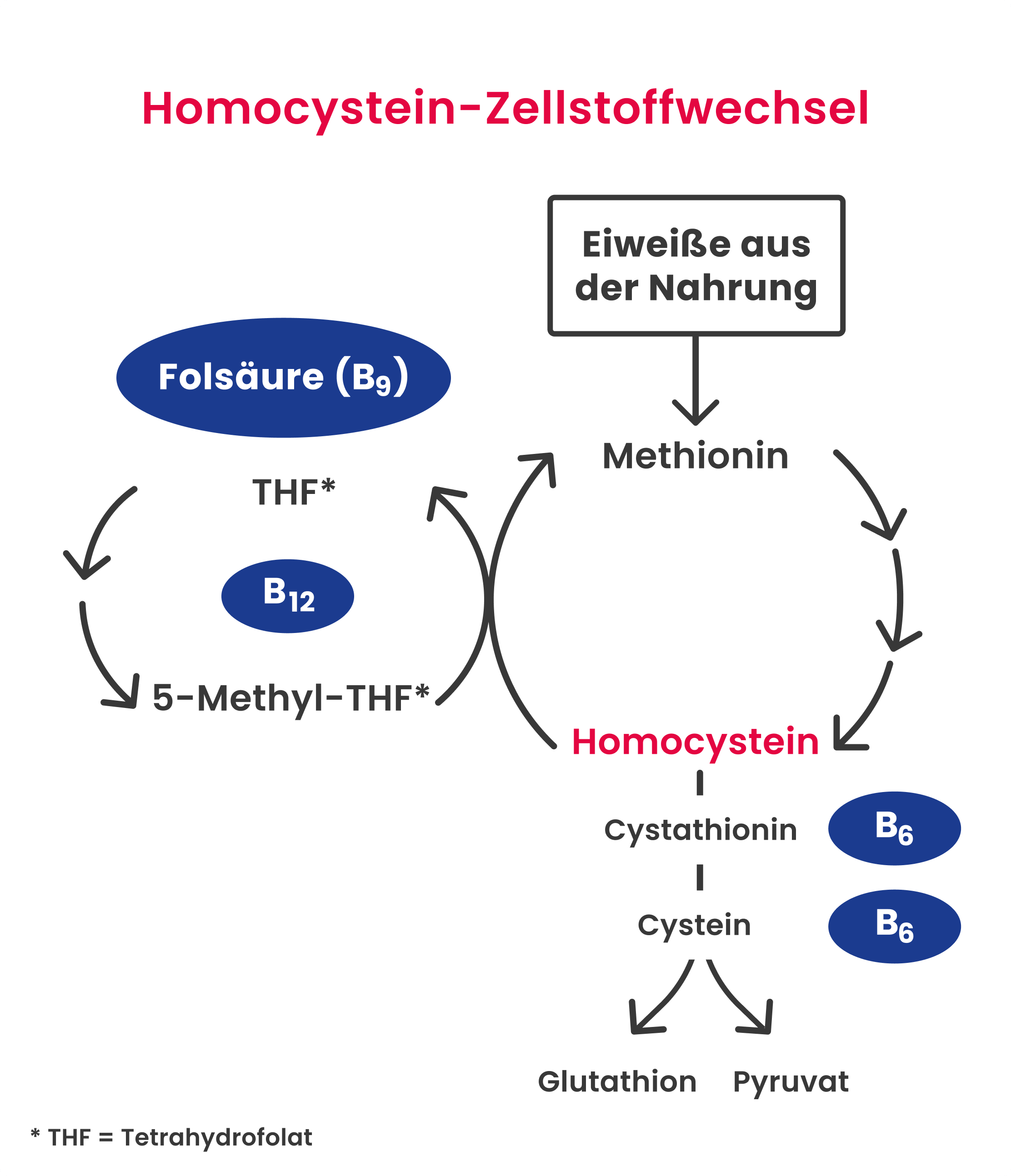 Zellstoffwechsel von Homocystein